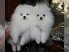 &^%stunnng teacup pomeranan yaynlar mevcuttur&^%